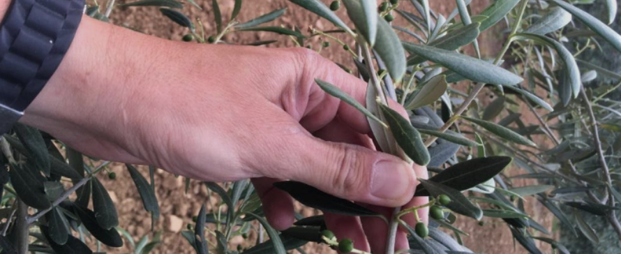 Olive Tree Pruning and Alternate Year Bearing