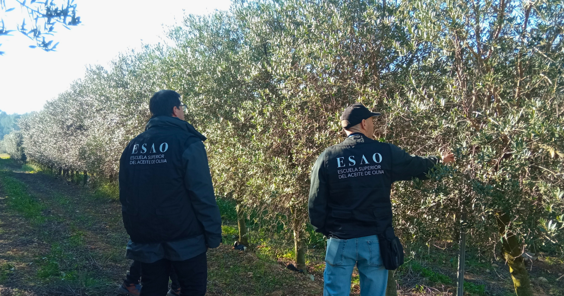 técnicos en Olivr, comprobando la calidad de la aceituna