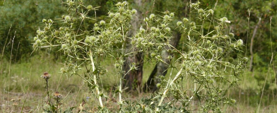 disease-olive-tree-verticillium-dahliae 