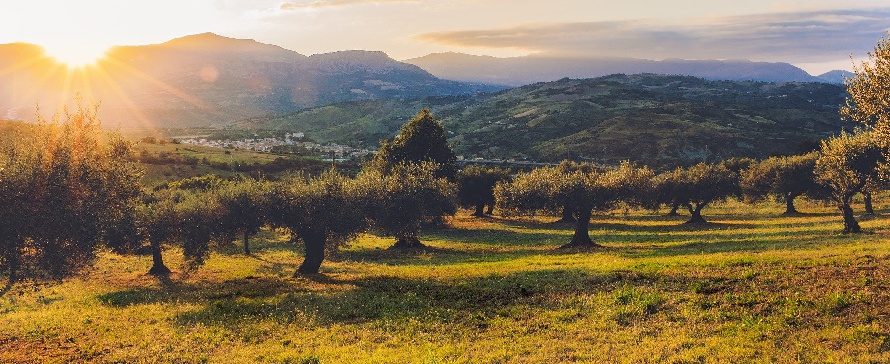 Mulching Branches and Vegetative Soil Coverage in Olive Grove Management