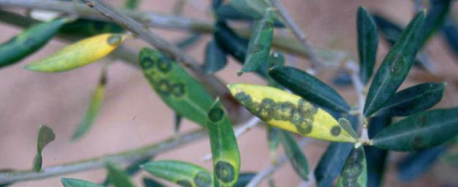 repilo-olive-leaf-spot-disease-of-olive-trees