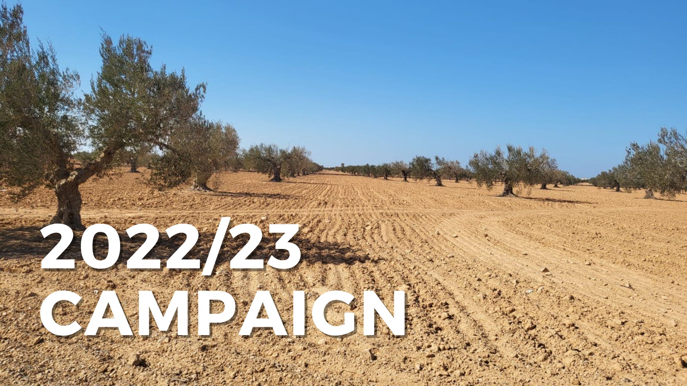 2022/23 olive oil campaign