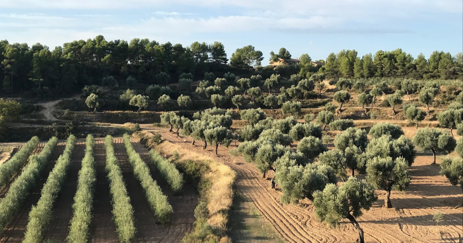 Olivar del terroir