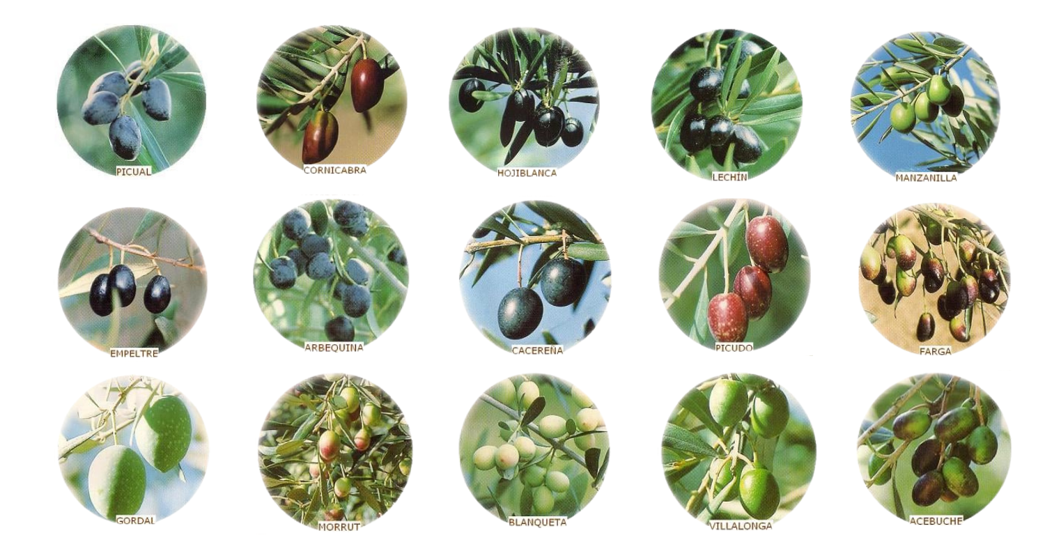 EVOO varieties and regions