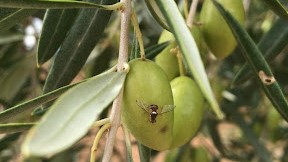 enfermedad del olivo mosca
