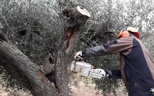 Online Olive Grove Management Course ESAO