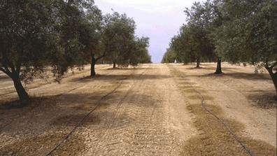 olive trees irrigation