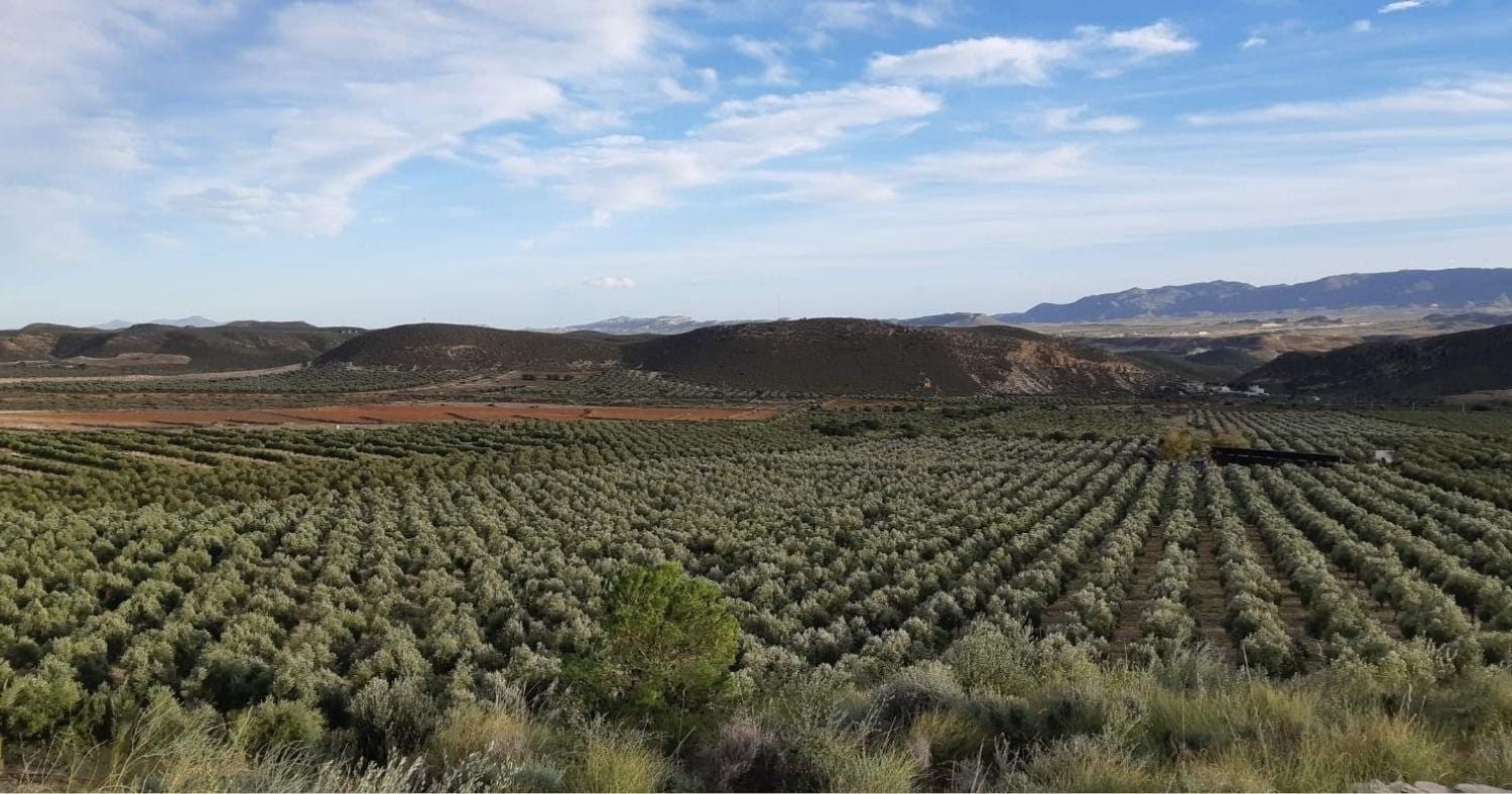 imagen de gran extensión de olivar muy cuidado