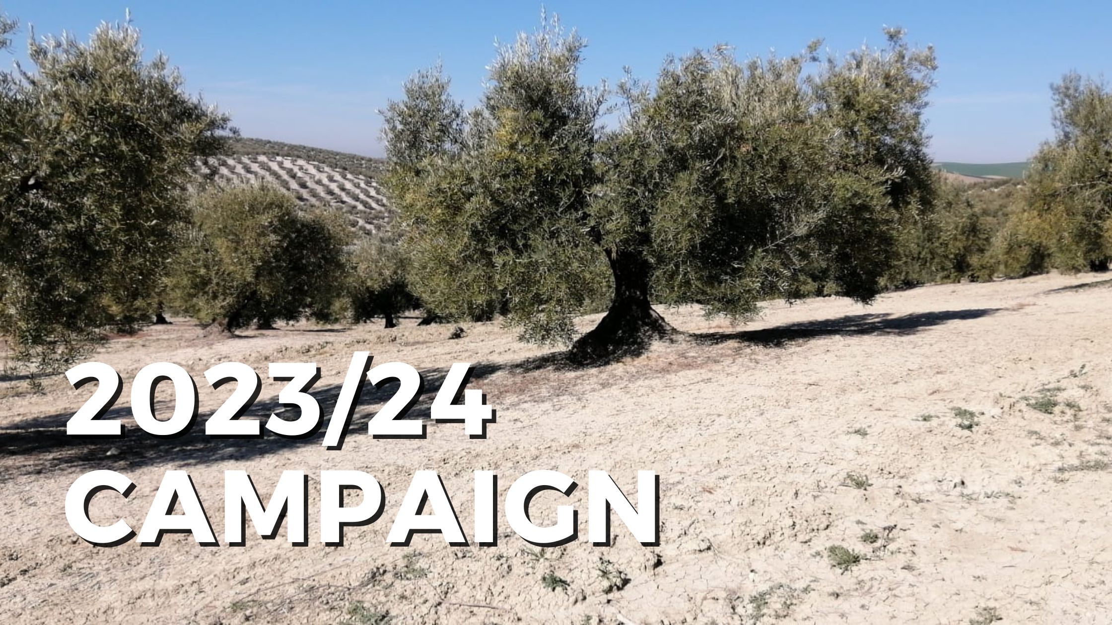 Olive Oil Production Forecast in Spain 2023/24 campaign